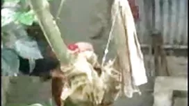 নির্বাক এলিস স্কাই স ...