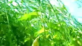 মোনা ওয়েলস পার্ট 2  ...